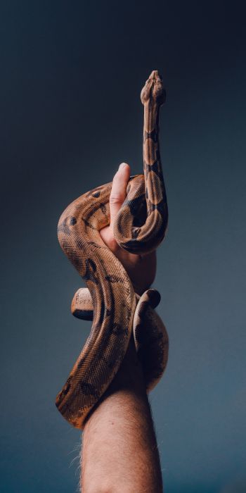 reptile, snake on hand Wallpaper 720x1440
