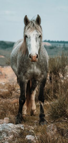 horse, wild animal Wallpaper 1080x2280
