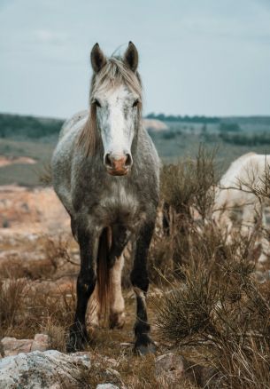 horse, wild animal Wallpaper 1640x2360