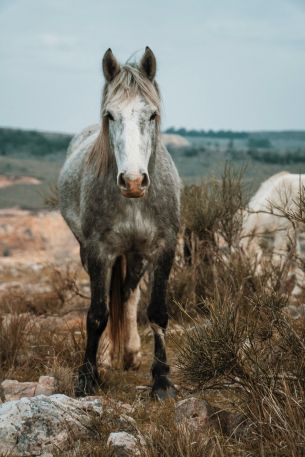 horse, wild animal Wallpaper 4000x6000