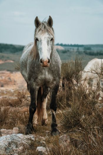 horse, wild animal Wallpaper 640x960