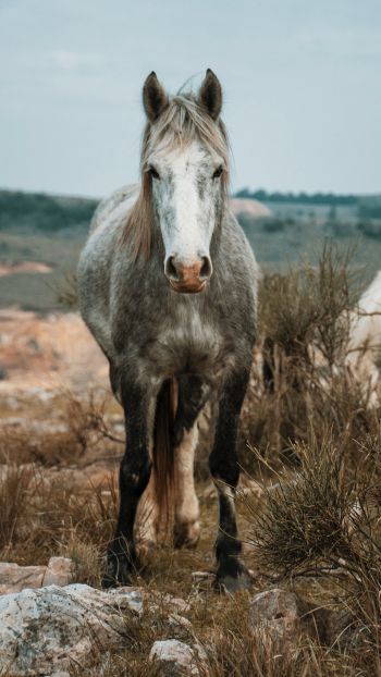 horse, wild animal Wallpaper 1080x1920