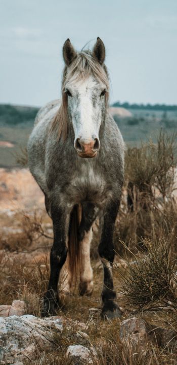 horse, wild animal Wallpaper 1080x2220