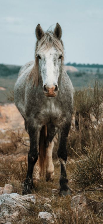 horse, wild animal Wallpaper 1080x2340