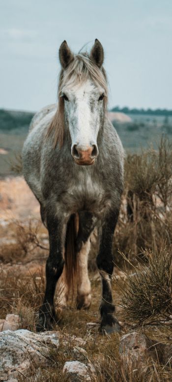 horse, wild animal Wallpaper 1080x2400