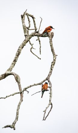 birds, tree Wallpaper 600x1024