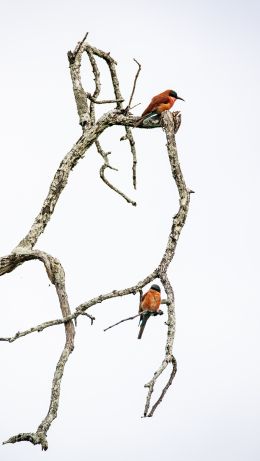 birds, tree Wallpaper 640x1136