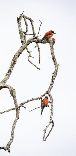 birds, tree Wallpaper 1440x2960