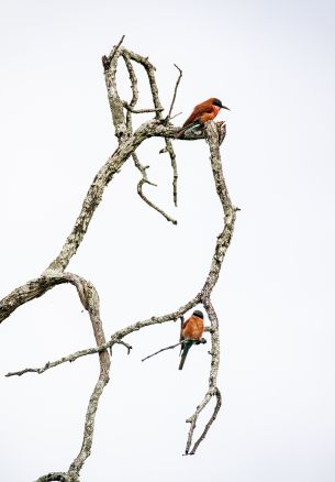 birds, tree Wallpaper 1640x2360