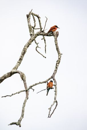 birds, tree Wallpaper 5329x7993