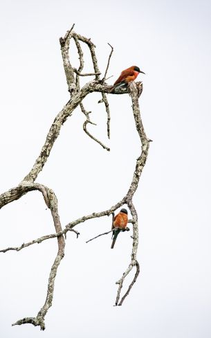 birds, tree Wallpaper 1600x2560