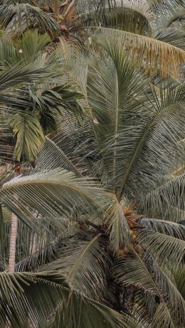 Обои 1080x1920 растение, пальмы