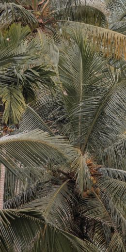 plant, palm trees Wallpaper 720x1440