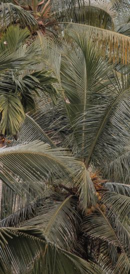 plant, palm trees Wallpaper 1080x2280