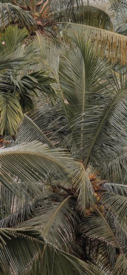 plant, palm trees Wallpaper 1284x2778