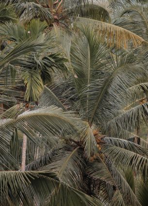 plant, palm trees Wallpaper 2163x3000