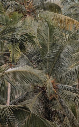 plant, palm trees Wallpaper 1752x2800