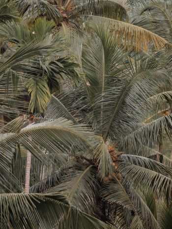 plant, palm trees Wallpaper 1536x2048