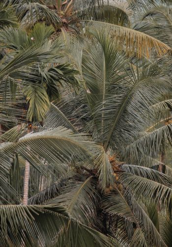 Обои 1668x2388 растение, пальмы