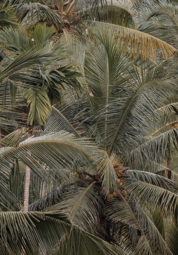 plant, palm trees Wallpaper 1640x2360