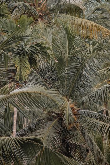 Обои 640x960 растение, пальмы
