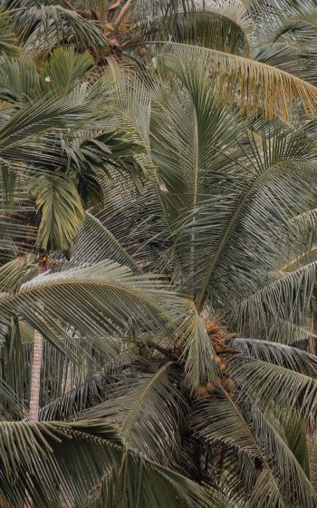 Обои 800x1280 растение, пальмы