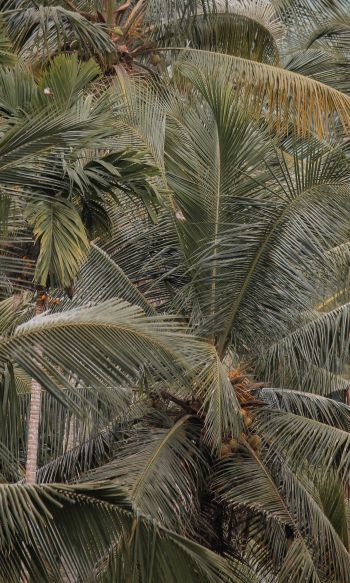 Обои 1200x2000 растение, пальмы