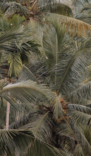 Обои 600x1024 растение, пальмы