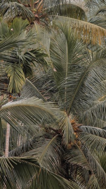 Обои 640x1136 растение, пальмы