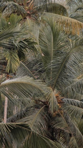 Обои 750x1334 растение, пальмы