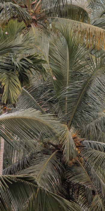 Обои 720x1440 растение, пальмы
