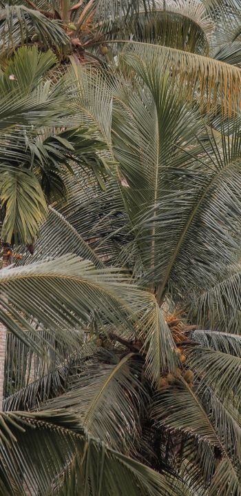 Обои 1440x2960 растение, пальмы