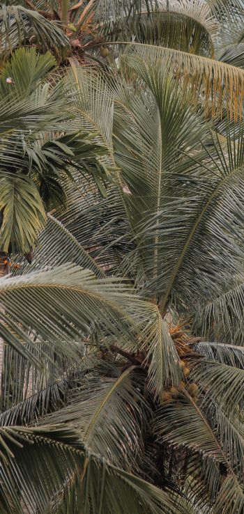 plant, palm trees Wallpaper 1080x2280