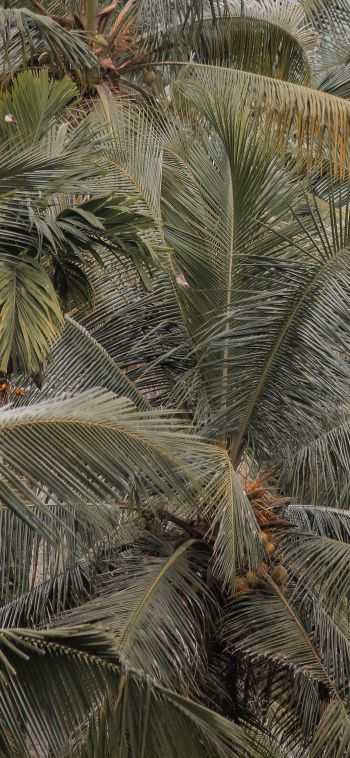 Обои 1080x2340 растение, пальмы