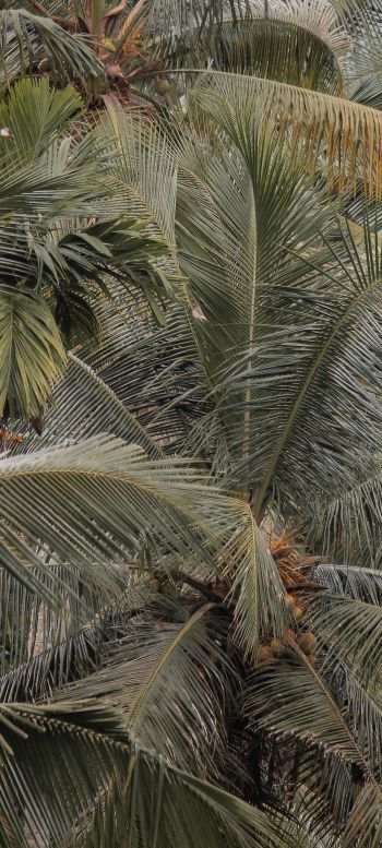 Обои 1080x2400 растение, пальмы