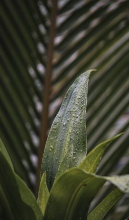 plant, leaves Wallpaper 600x1024