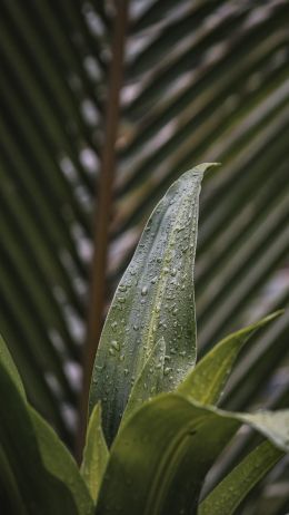 plant, leaves Wallpaper 1080x1920