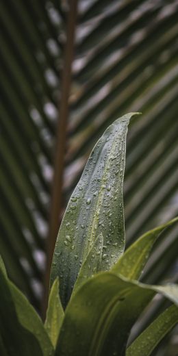 plant, leaves Wallpaper 720x1440