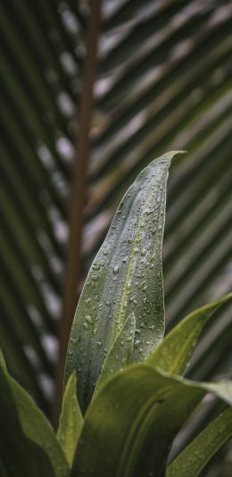 plant, leaves Wallpaper 1440x2960