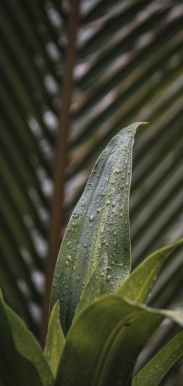 plant, leaves Wallpaper 1080x2280