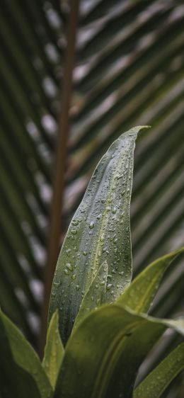 plant, leaves Wallpaper 1284x2778