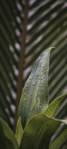 plant, leaves Wallpaper 1080x2400