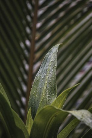 plant, leaves Wallpaper 640x960