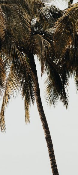 Nuevo Vallarta, Ney, Mexico Wallpaper 1080x2400