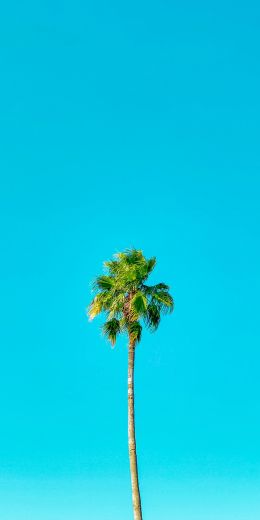 miami, USA Wallpaper 720x1440