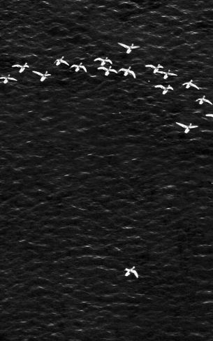 birds, school of birds Wallpaper 800x1280