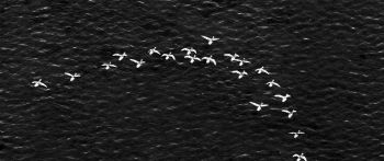 birds, school of birds Wallpaper 2560x1080