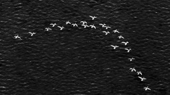 birds, school of birds Wallpaper 2048x1152