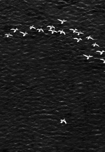 birds, school of birds Wallpaper 1640x2360