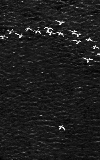 birds, school of birds Wallpaper 1600x2560